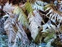 Frost On Ferns
Picture # 2363
